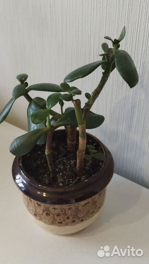 Денежное дерево (Тростянка, Крассула)