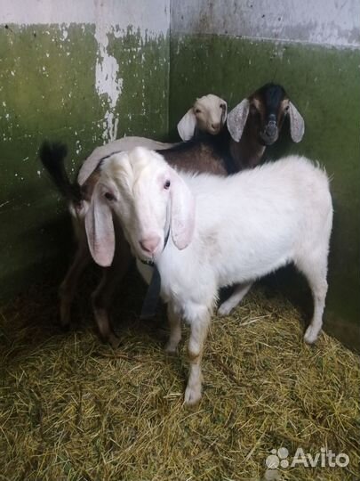 Домашние животные