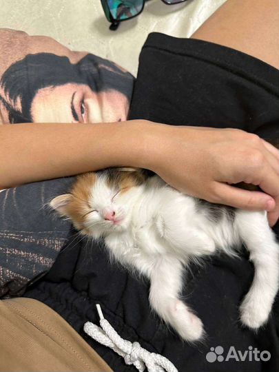 Котята бесплатно