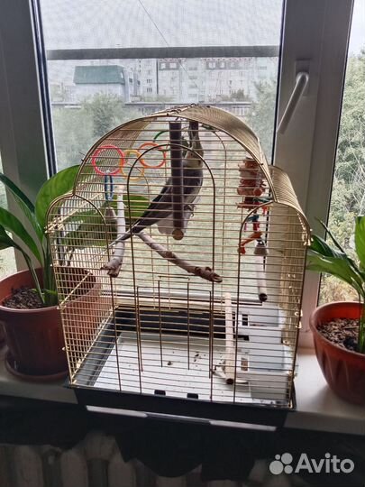 Попугай корелла с клеткой