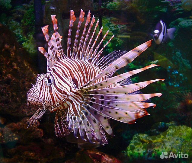 Рыбка Крылатка-зебра чернополосая