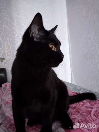 Бруно ищет дом