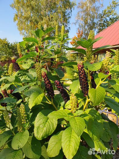 Лаконос (фитолакка), смородина черная саженцы