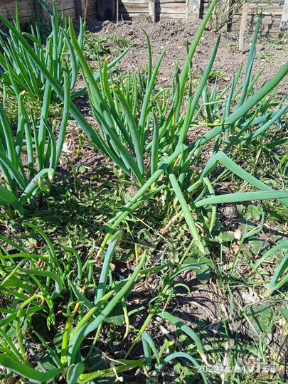 Смородина,мята, лук, цветы