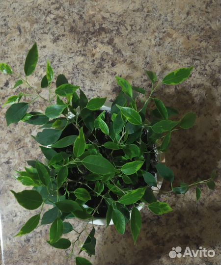 Фикус бенджамина