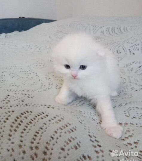 Вязка шотландским котом