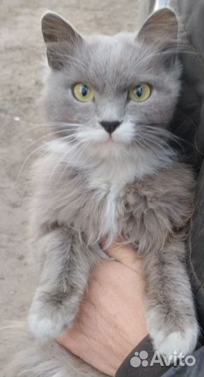 Котик ищет дом