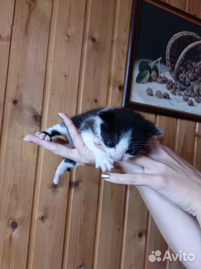 Отдам в хорошие руки котят