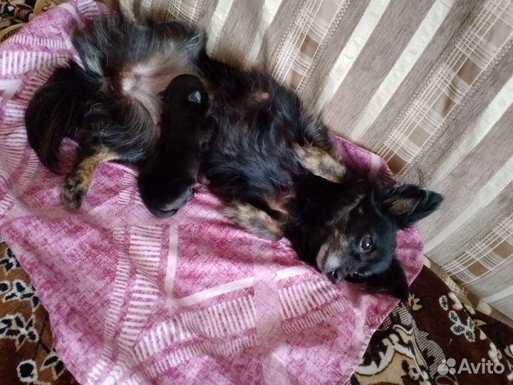 Собаки щенки