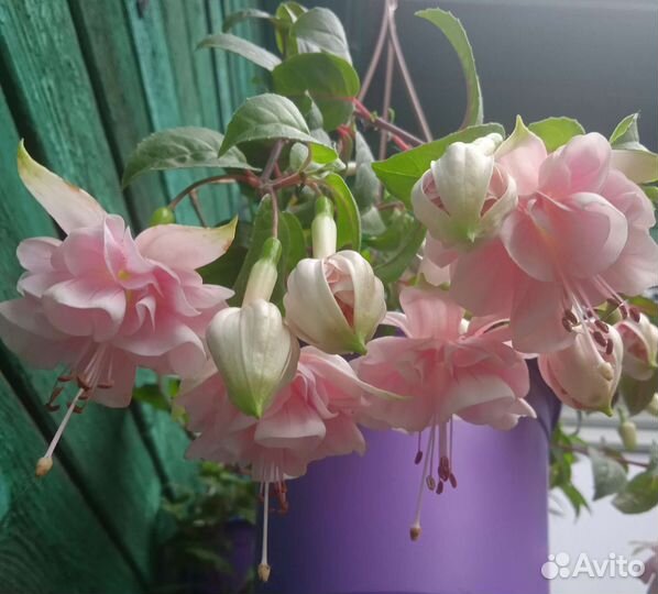 Фуксия сортовая