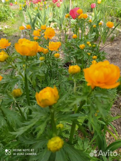 Многолетники