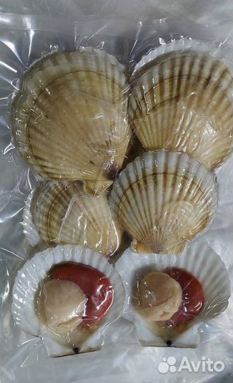 Гребешок Приморский на створке опт/розница 2023