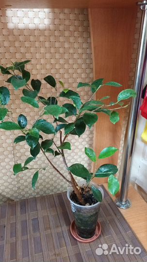 Комнатные цветы