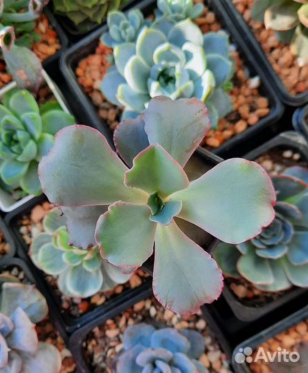 Редкие суккуленты часть 1