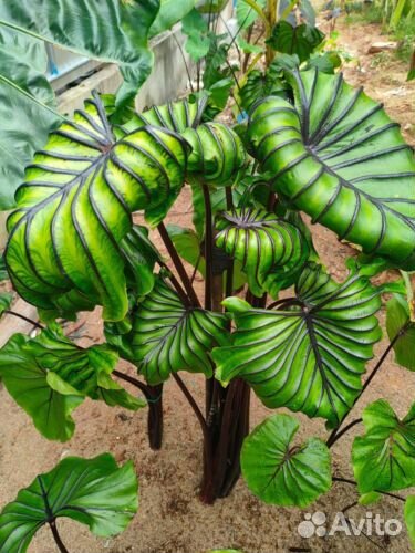 Колоказия Маска Фараона Pharaoh's Mask Colocasia
