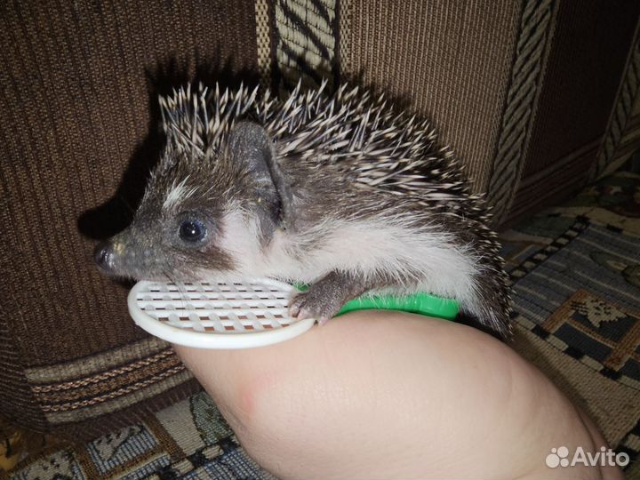 Африканский карликовый ежонок. Ёж. 30.01.24