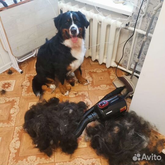 Стрижка собак. Груминг. Экспресс - линька. Мытье