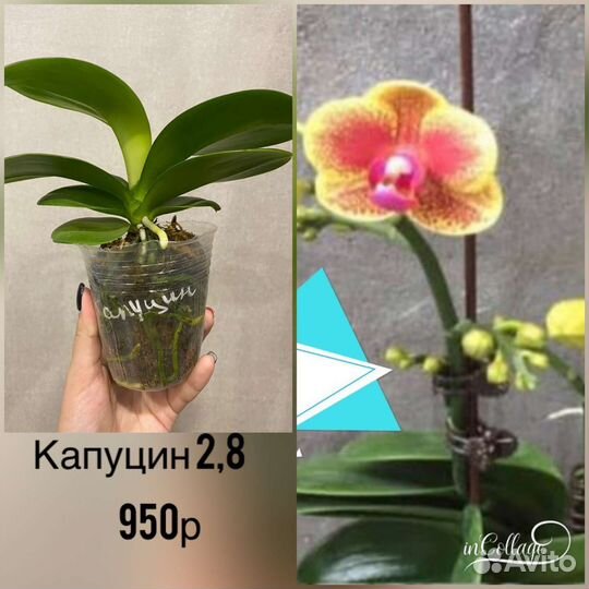 Орхидея фаленопсис бабочка, биглип, арома