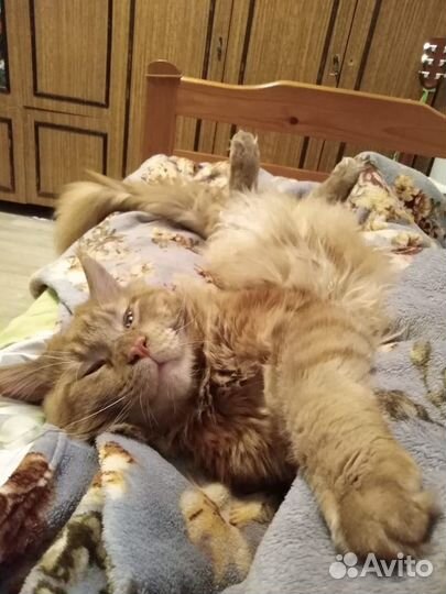 Мейн-кун вязка