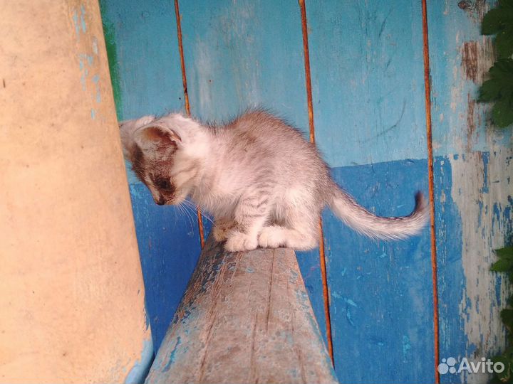 Отдам в добрые руки котят