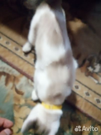 Отдам в добрые руки