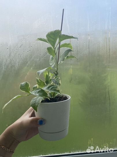 Бугенвилия белая и фикус