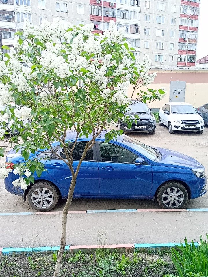 ВАЗ (LADA) Vesta: фото владельца