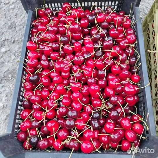 Продам черешню