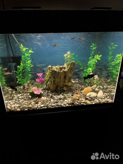 Аквариум с рыбками