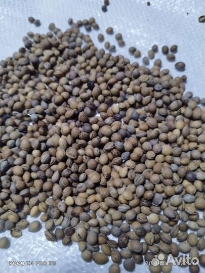 Семена антипки (вишня маголебская)