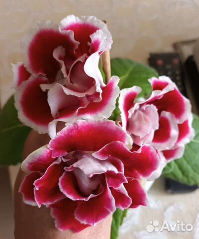 Глоксиния махровая 4 цвета #комнатные цветы