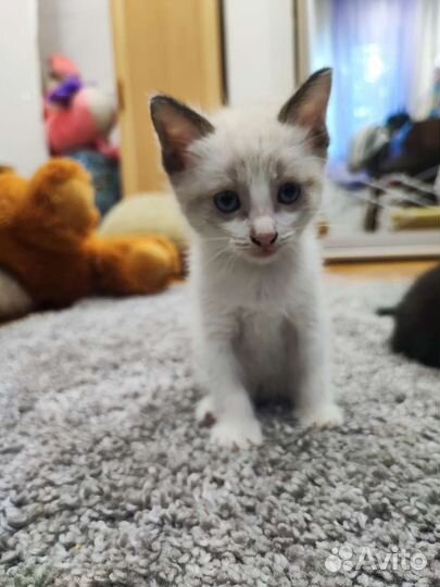 Кошки в добрые руки