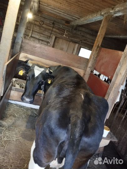 Джерсейская корова