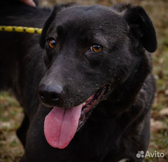 Юна, 4 года, хорошая охранница. Стерилизована