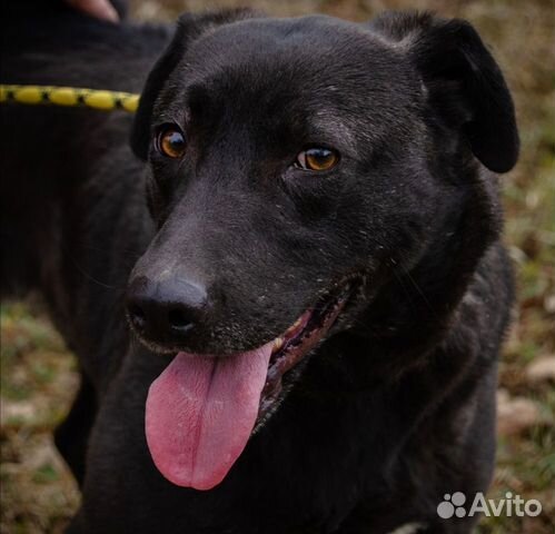 Юна, 4 года, хорошая охранница. Стерилизована