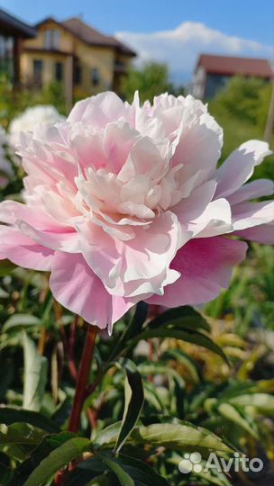 Деленки пионов