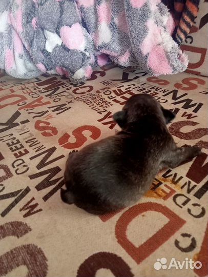 Щенки французского бульдога