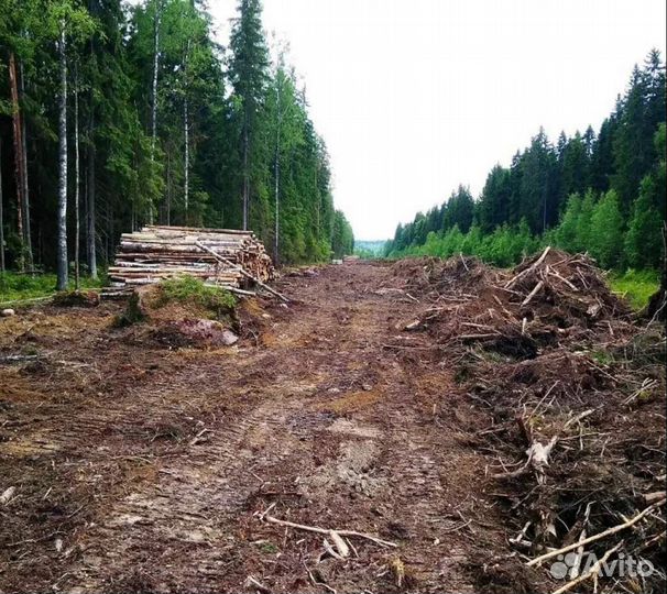 Рубка делянок