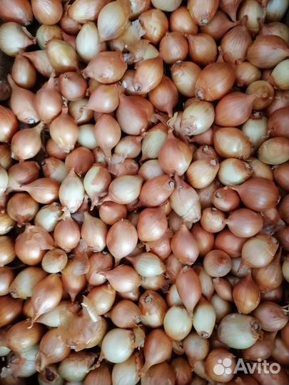 Лук репка на посадку