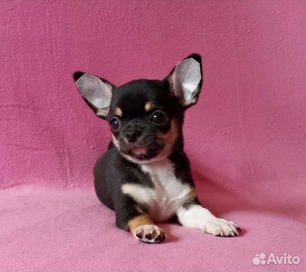 Чихуахуа мальчик
