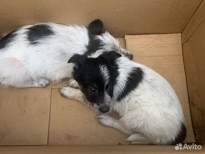 Щенки бесплатно