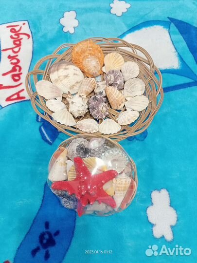 Морские ракушки