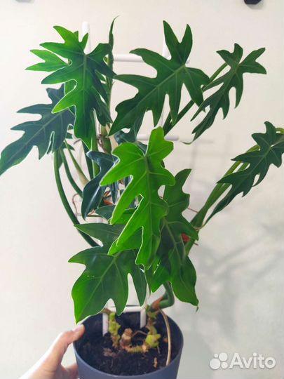 Филодендрон