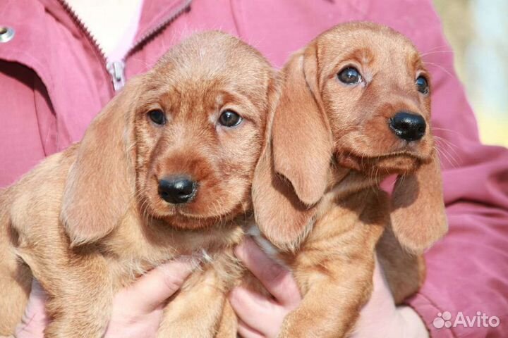 Рыжие солнышки в ответственные руки