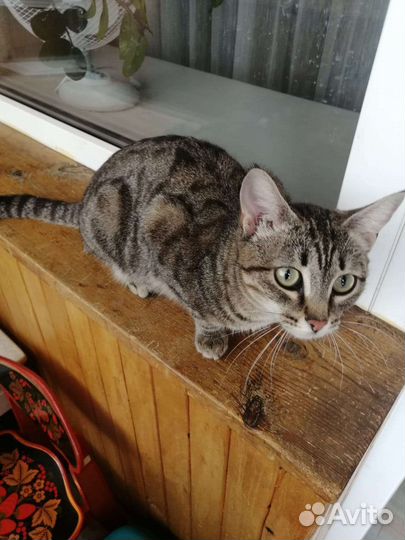 Кошка Элис в дар. Доставка