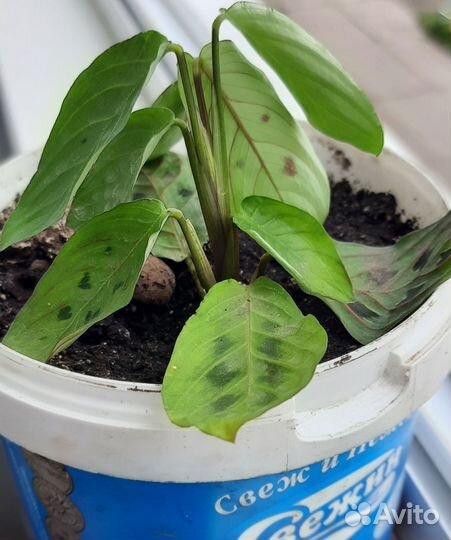 Аглаонема,маранта.алоэ