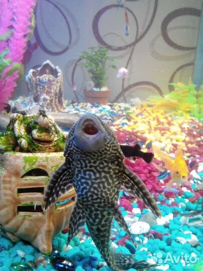 Аквариум на 300 литров