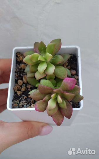 Суккуленты