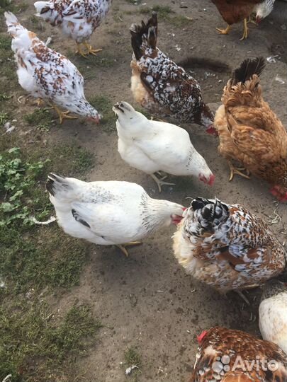 Продаются куры