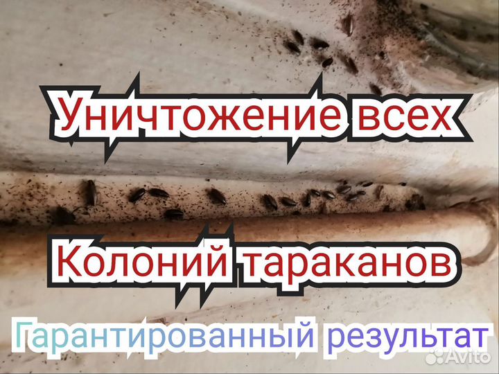 Уничтожения клопов тараканов насекомых Дезинсекция